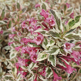 Plant Photo 10