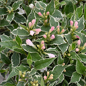 Plant Photo 5