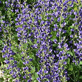 Plant Photo 9