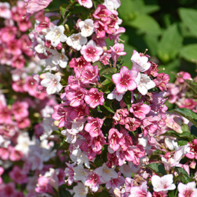 Plant Photo 5