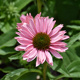 Plant Photo 6